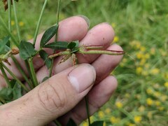 Lotus uliginosus