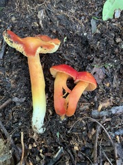 Hygrocybe splendidissima