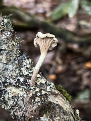 Trichoderma avellaneum