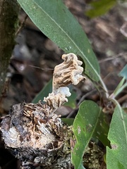 Trichoderma avellaneum