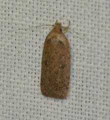 Agonopterix heracliana