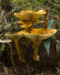 Stiptophyllum erubescens