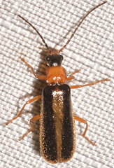 Rhagonycha mollis