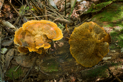 Stiptophyllum erubescens