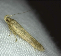 Bryotropha terrella