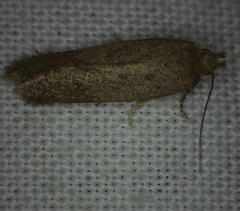 Bryotropha terrella