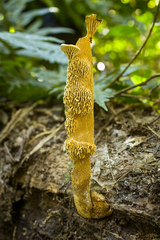 Stiptophyllum erubescens