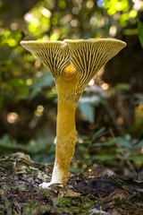 Stiptophyllum erubescens