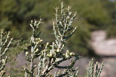 Cylindropuntia kleiniae