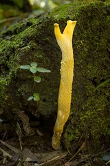 Stiptophyllum erubescens