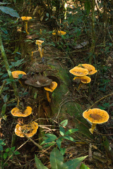 Stiptophyllum erubescens