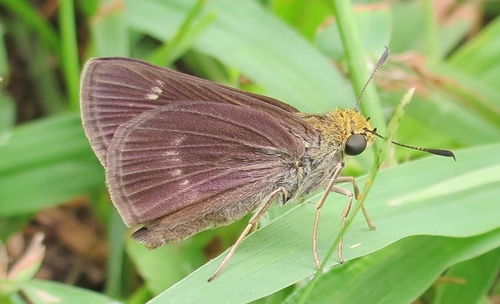 Dun Skipper