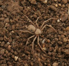 Sicarius thomisoides