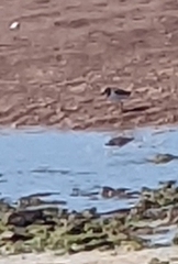 Charadrius semipalmatus