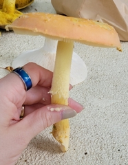 Amanita wellsii