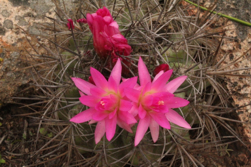 Eriosyce clavata, Elqui, Coquimbo, Chile