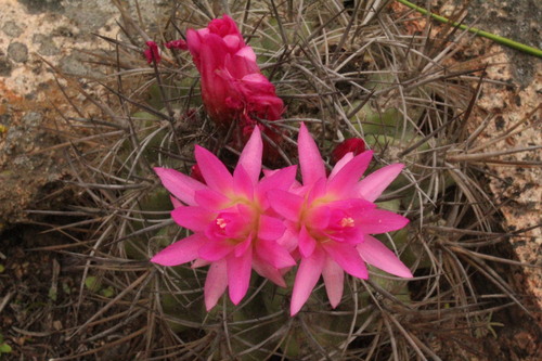 Eriosyce clavata
