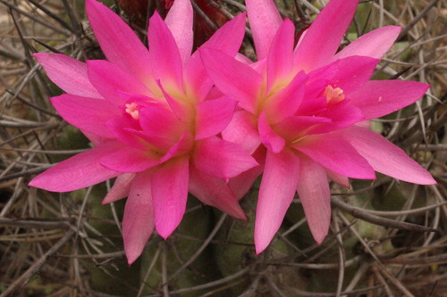 Eriosyce clavata