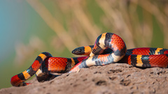 Lampropeltis annulata