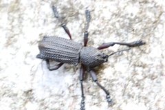 Aegorhinus suturalis