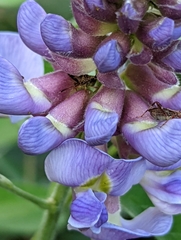 Wisteria frutescens
