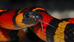 Lampropeltis annulata