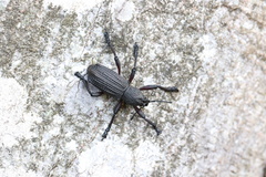 Aegorhinus suturalis