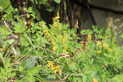 Corydalis raddeana