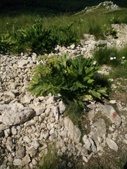 Heracleum sphondylium orsinii