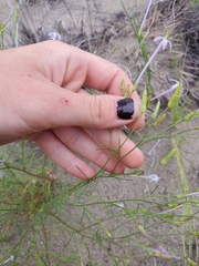 Ipomopsis longiflora