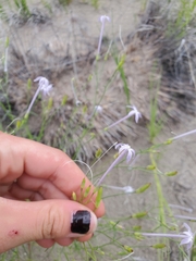 Ipomopsis longiflora