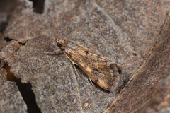 Tegostoma comparalis