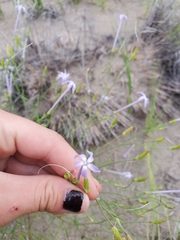Ipomopsis longiflora