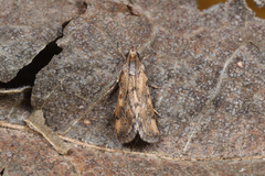 Tegostoma comparalis