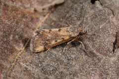 Tegostoma comparalis