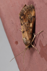 Tegostoma comparalis