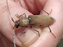 Hesperophanes sericeus