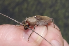 Hesperophanes sericeus