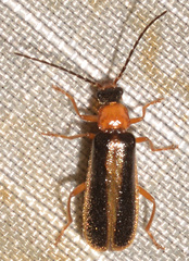 Rhagonycha mollis
