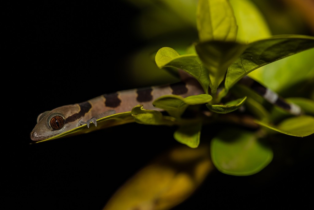 Cross River Half-Toed Gecko