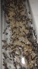 Monomorium subopacum