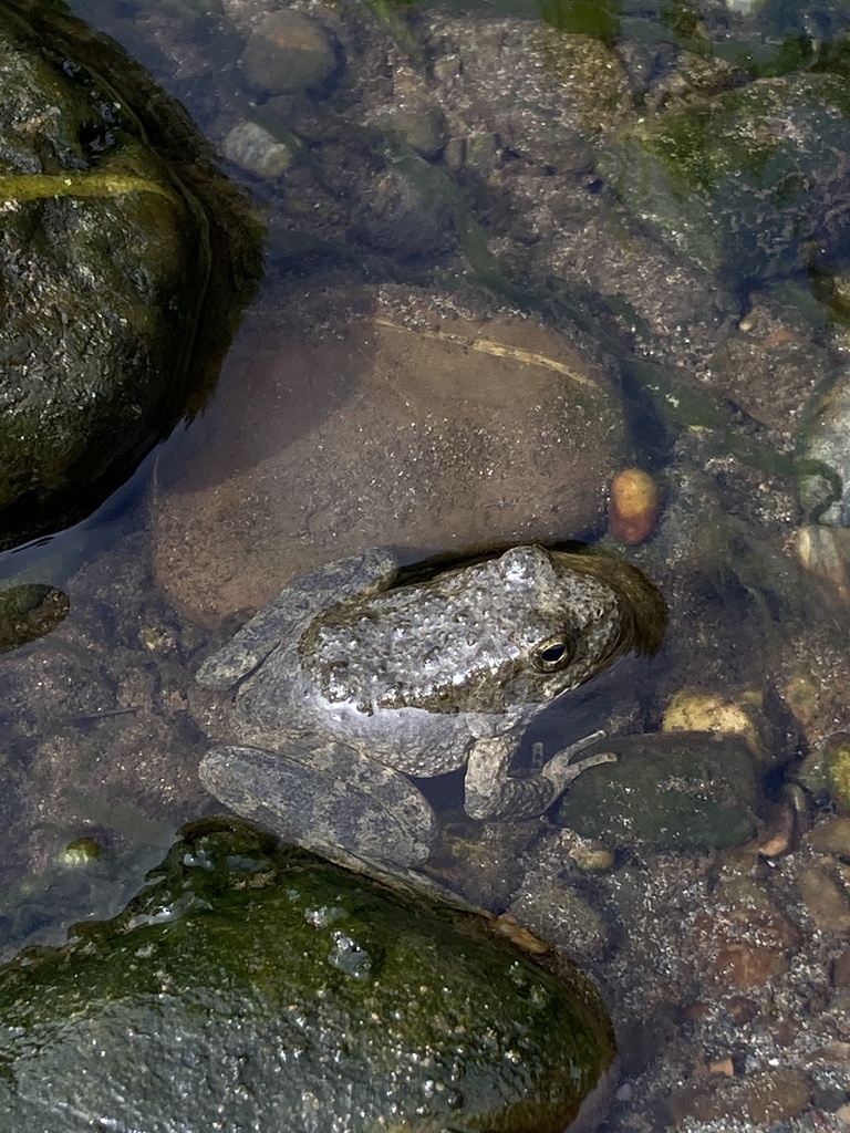 Foothill Yellow legged Frog In August 2022 By Cbielhsu INaturalist foothill-yellow-legged-frog-in-august-2022-by-cbielhsu-inaturalist