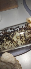 Monomorium subopacum