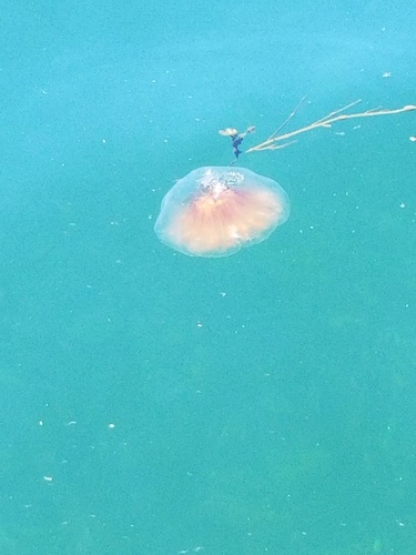 Atlantic Lion's Mane Jelly photographed in Maine