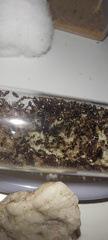 Monomorium subopacum