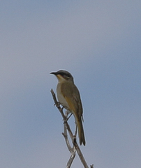 Lichenostomus cratitius