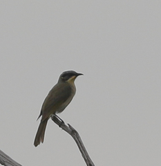 Lichenostomus cratitius
