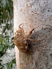 Diceroprocta cleavesi