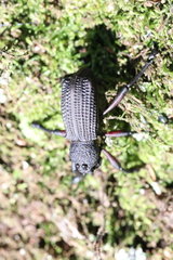 Aegorhinus suturalis