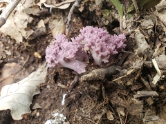 Ramariopsis pulchella